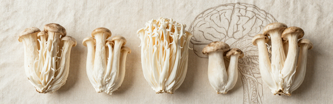 Lion’s Mane en Parkinson: wat zegt de wetenschap?