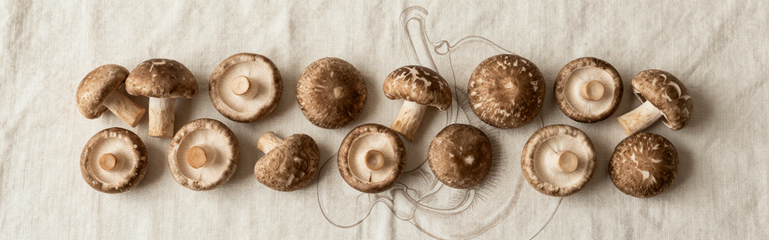 Shiitake en maagkanker: wat zegt de wetenschap?
