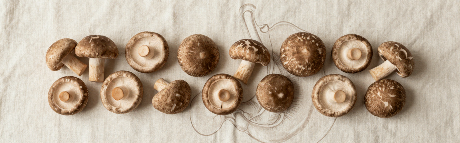 Shiitake en maagkanker: wat zegt de wetenschap?
