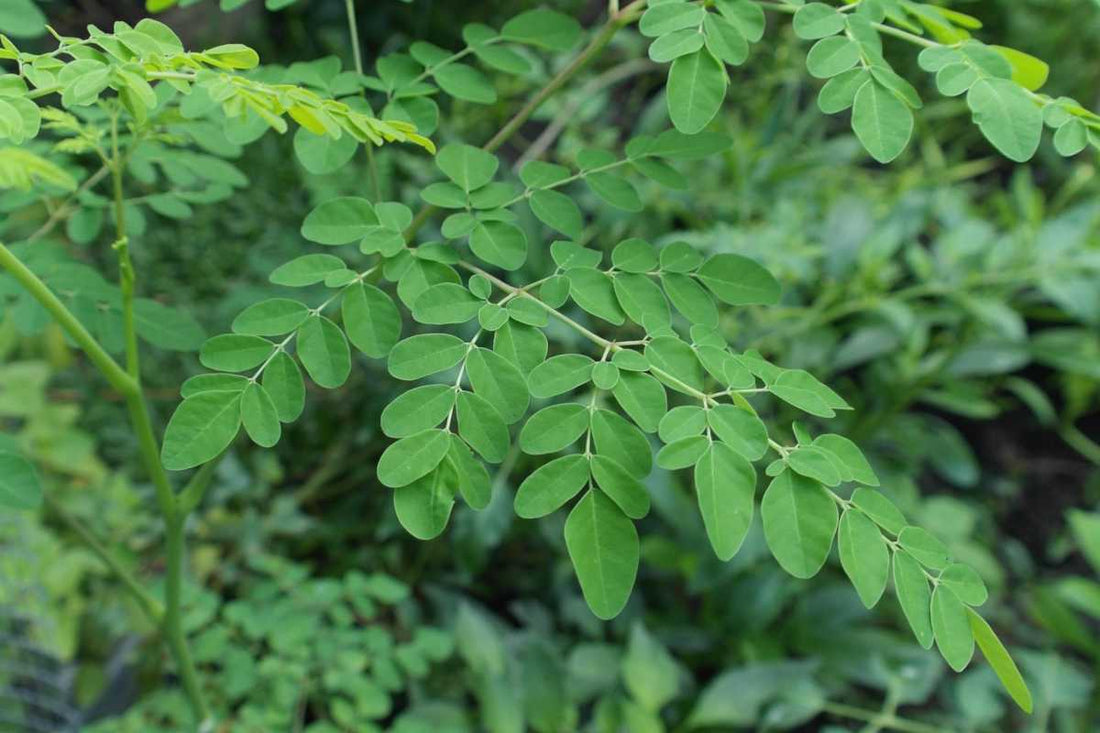 De wonderboom Moringa