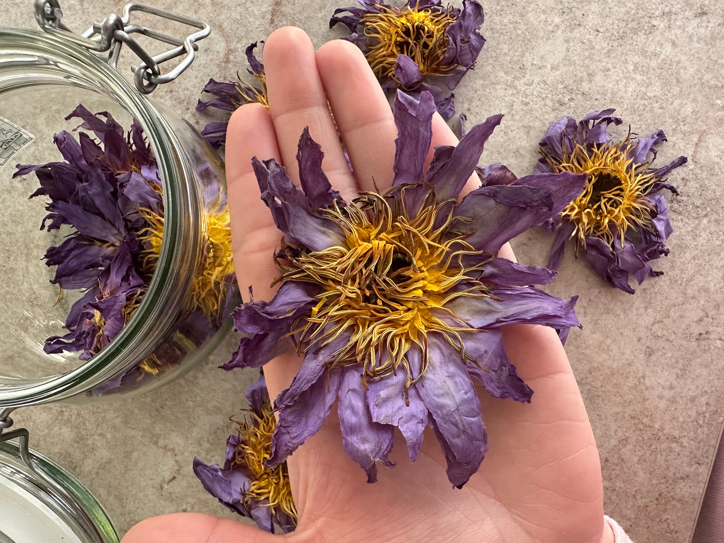 Blauwe Lotus - Nymphaea Caerulea - 30G