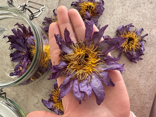 Blauwe Lotus - Nymphaea Caerulea - 20 G