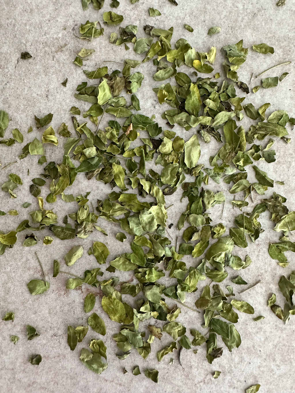 Moringa Oleifera - Mirical Tree - 20 G