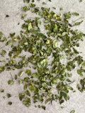 Moringa Oleifera - Mirical Tree - 20 G