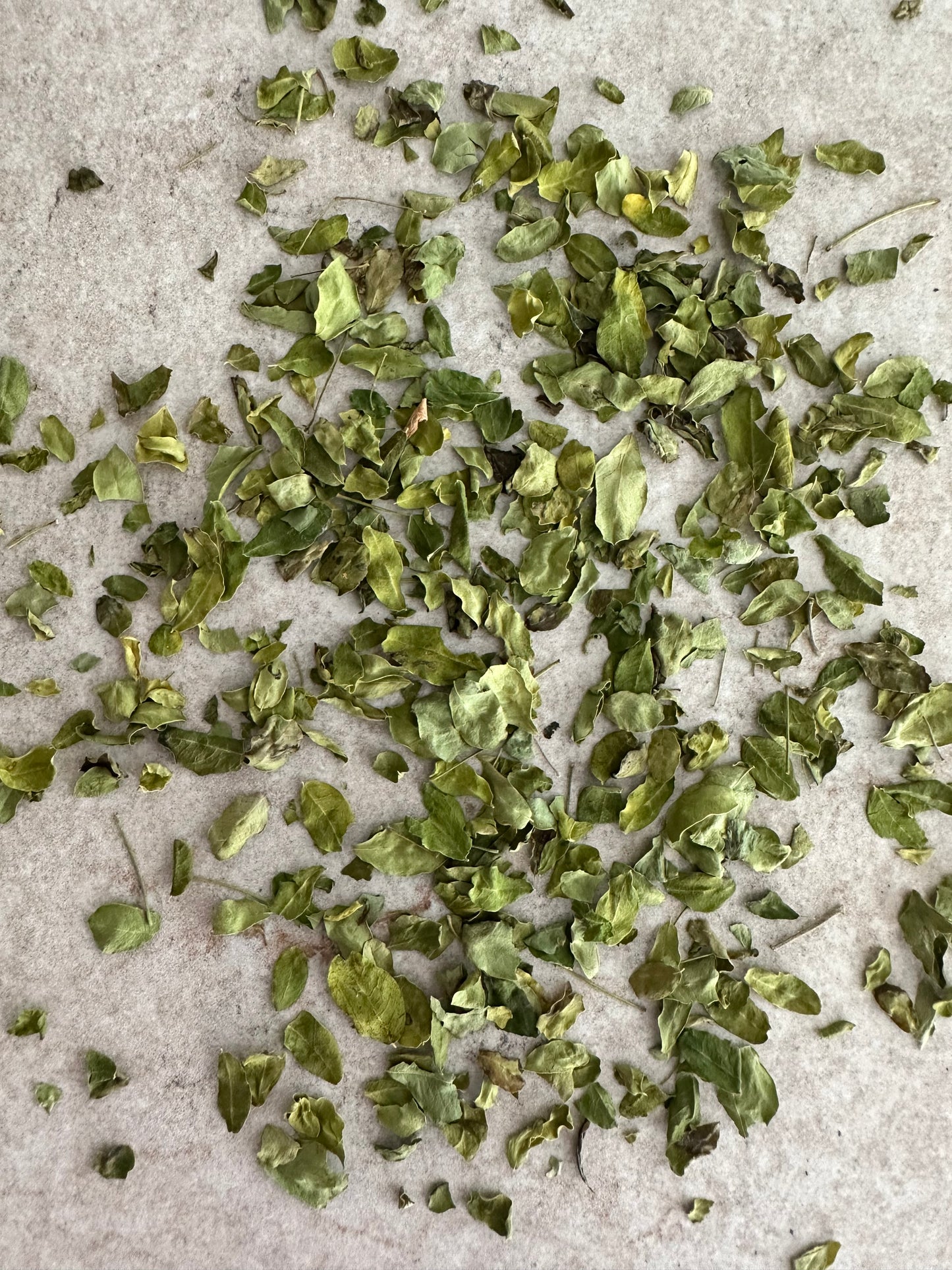 Moringa Oleifera - Mirical Tree - 50G