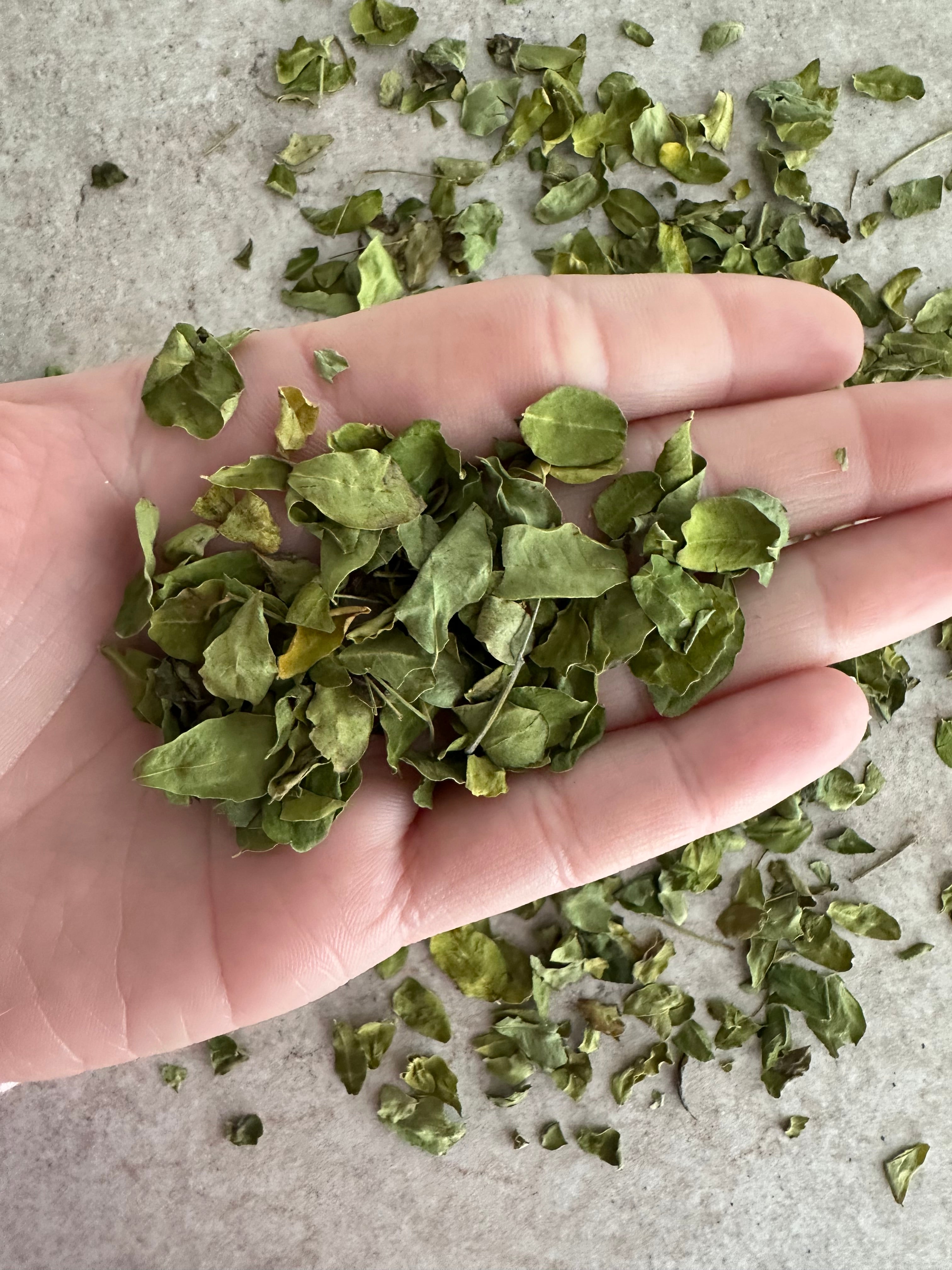 Moringa Oleifera - Mirical Tree - 20 G