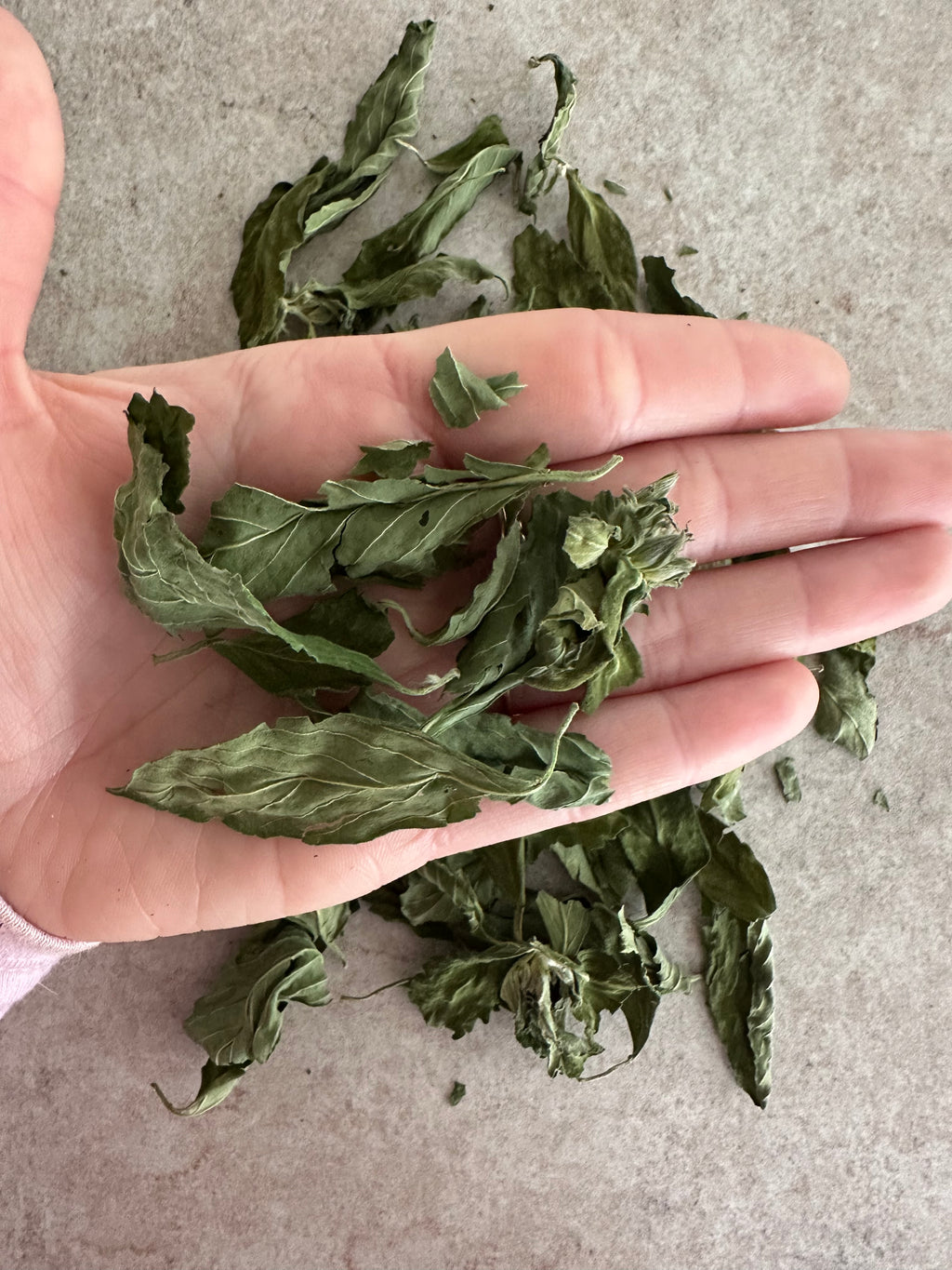 Damiana bladeren - Turnera diffusa