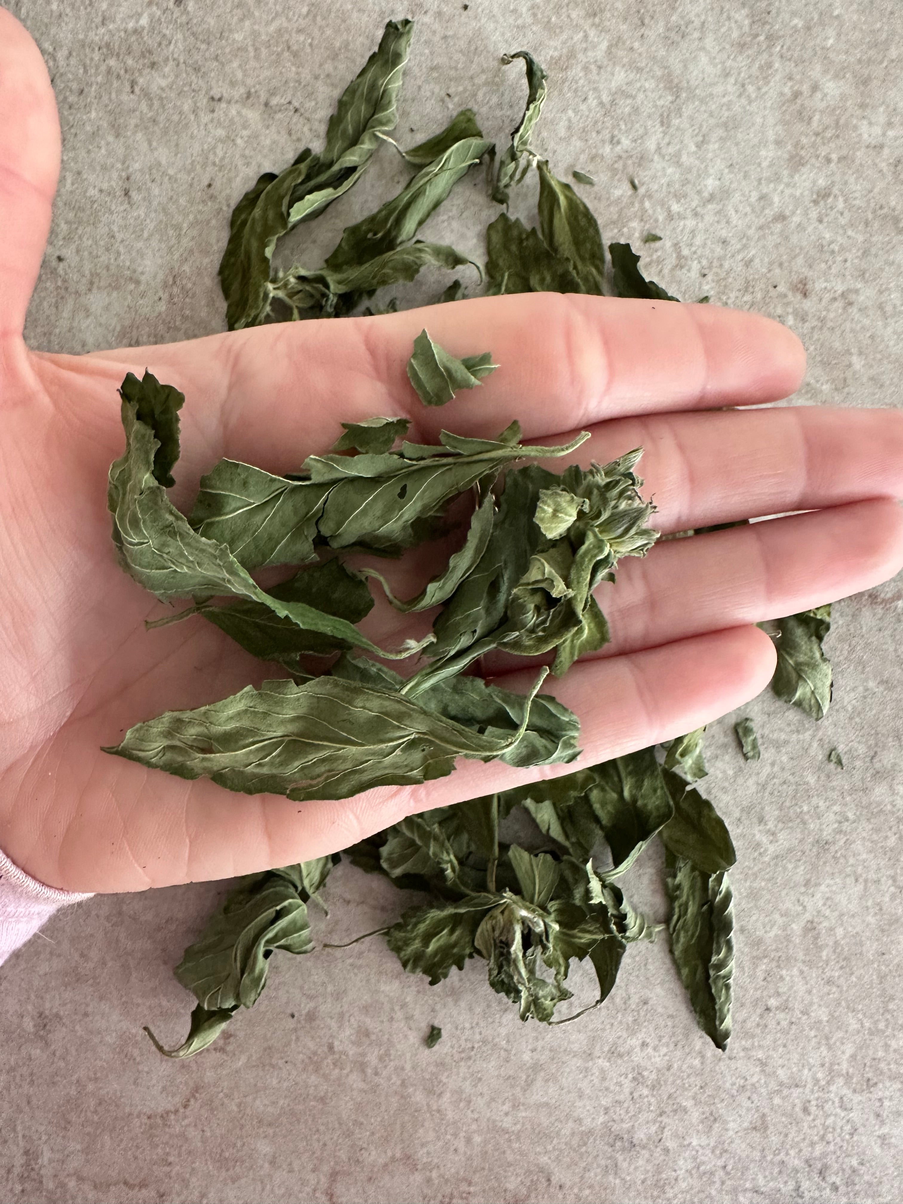 Damiana bladeren - Turnera diffusa