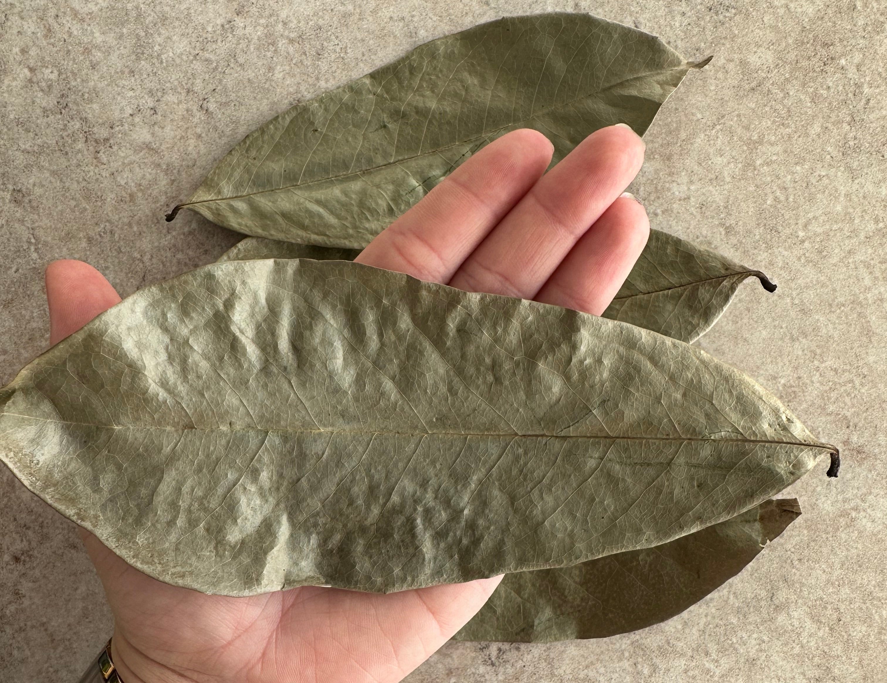 Zuurzakbladeren - Soursop Leaves